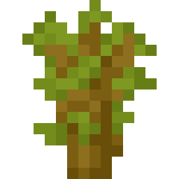 Acacia Sapling