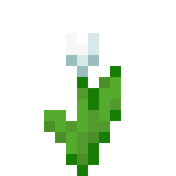 White Tulip