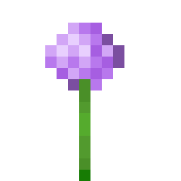 Allium