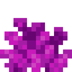 Bubble Coral