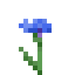 Cornflower
