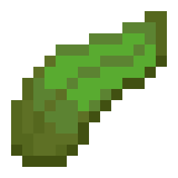 Kelp
