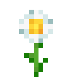 Oxeye Daisy