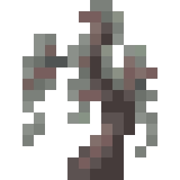 Pale Oak Sapling