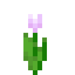 Pink Tulip